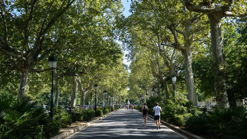 Lille, Rennes, Toulouse : le trio des grandes villes pour solos